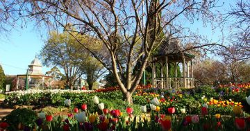 Bowral’s Blooming Appealing Tulip Time