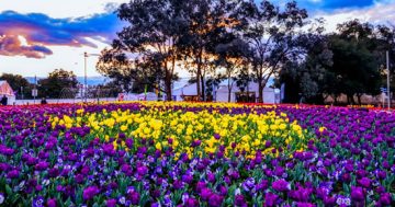 Canberra’s 2018 Floriade blooms to close on Sunday