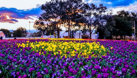 Canberra’s 2018 Floriade blooms to close on Sunday