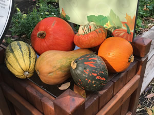 Pumpkin Mania