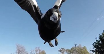 Sky hooked: A birds’ eye view of why magpies swoop