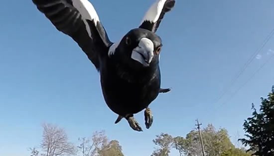 Sky hooked: A birds’ eye view of why magpies swoop