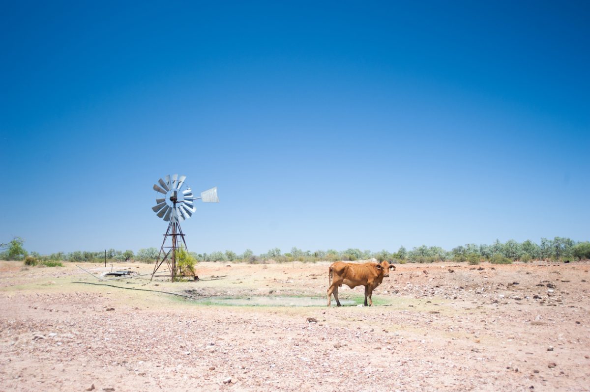 A cow and windmill in outback Australia
