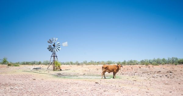 NSW creates $250 million fund for low-interest loans to farmers as dry season looms