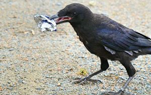 Theme Park’s Lively Feathered Dusters