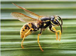 Updated app takes sting out of wasps