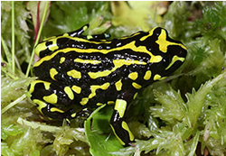 Frog’s DNA study a leap forward