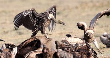 Easy prey: How to avoid the clutches of the ‘debt vultures’