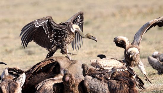 Easy prey: How to avoid the clutches of the ‘debt vultures’