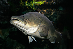 Murray Cod season to snag anglers