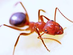 Boarder control: How AI can be put to use keeping Australia pest free