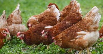 Aspen Medical urges businesses to prepare for Bird Flu threat