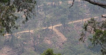 WA to become one of first Australian states to end native logging