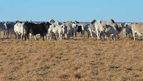 New Agency to relieve Queensland farmers