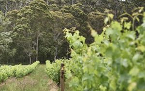 Margaret River confounds pundits with a cooler vintage