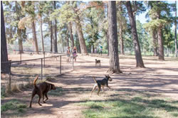 New trees get leg-up in dogs’ park