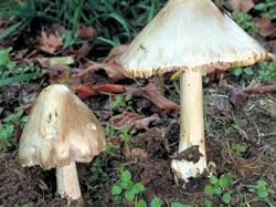 Deadly warning on deadly mushrooms