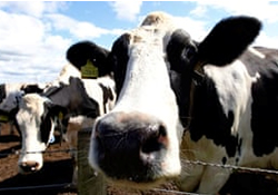 Report finds farmyard emissions a gas