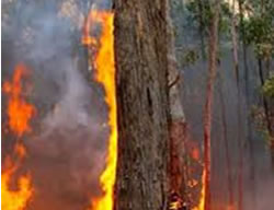 Hot ideas wanted for bushfire plan