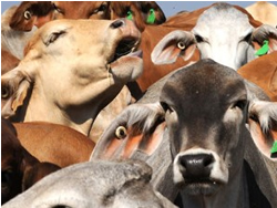 Live cattle export report has teeth