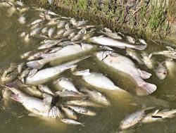 Fish casualties report calls for action