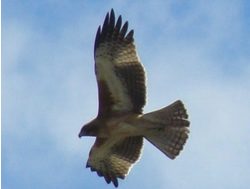 ACT’s Little Eagles big travellers