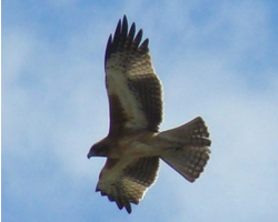 ACT’s Little Eagles big travellers