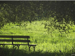 Natural therapy: How allowing nature into an office can improve its life