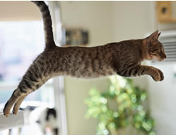 The feline factor: Tapping into your inner cat to bounce back