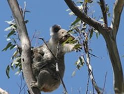 Koala spotting on this Sunday
