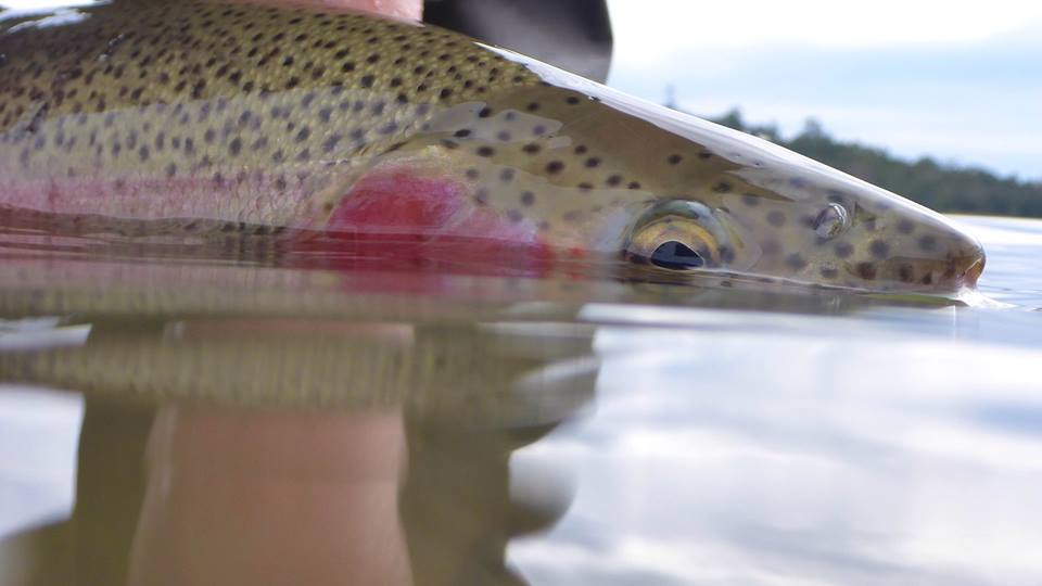 Fisheries officers will be patrolling the Thredbo and Eucumbene rivers to ensure that fishers are abiding by the rules. Photo: NSW DPI Fisheries Facebook.