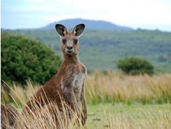 Reserves closed for kangaroo cull