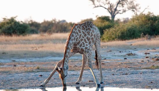 Darwin, Botswana and more…