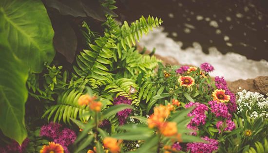 Seeing green: Does our familiarity with plants stop us protecting them?