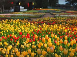 Indigenous staff to plant for Floriade