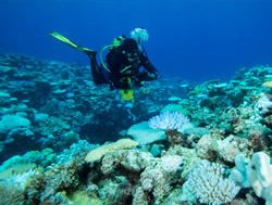 Study makes waves over coral reefs