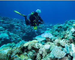Study makes waves over coral reefs