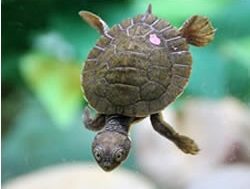 New breeding program a turtle triumph