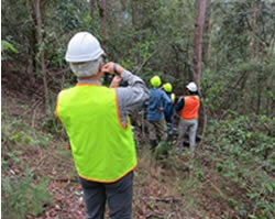 Forest strategy to branch out