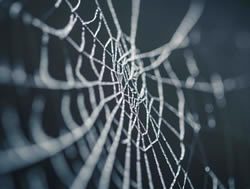 Tangled webs: Can Permaweb be the answer to online censorship?