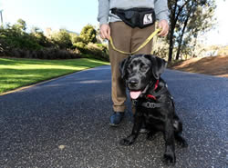 Veterans to benefit from canine care