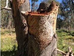 NPWS puts heat on illegal firewood