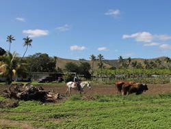 Fiji’s ‘Salad Bowl’ does the country proud