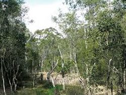 Comments called on coastal trees’ future