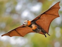 NCA goes into bat for flying foxes