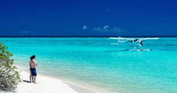 Manta rays join the turtles of Heron Island — a natural wonderland