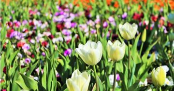 Floriade to blossom in the suburbs