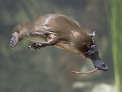 Platypus counters to fill the bill