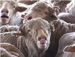 Agriculture baas live sheep exports