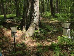 Branching out: How a century-old tree is sharing climate change